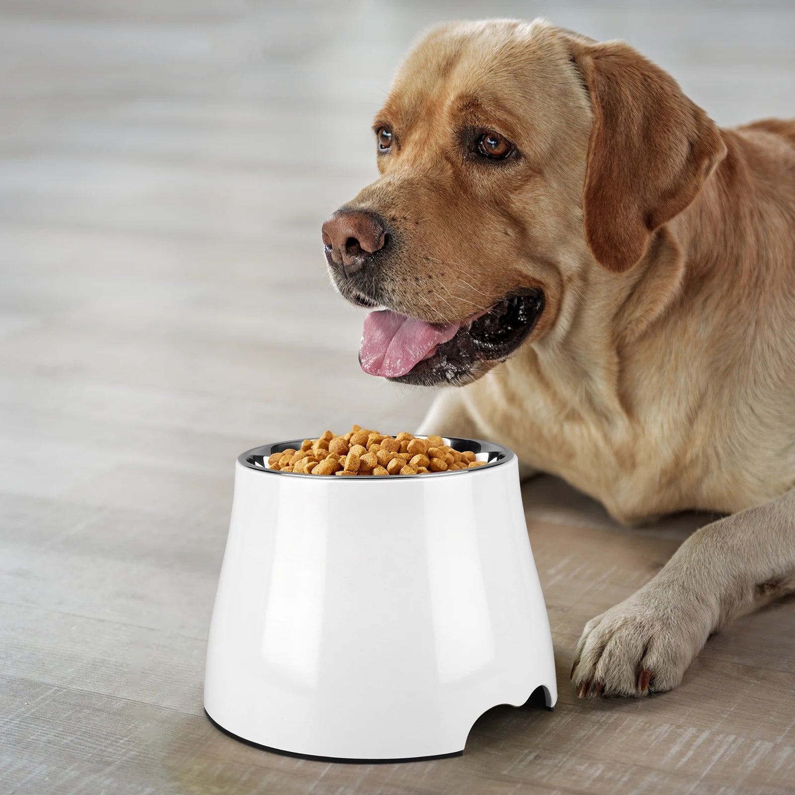 Stainless Steel Dog Food and Water Bowl