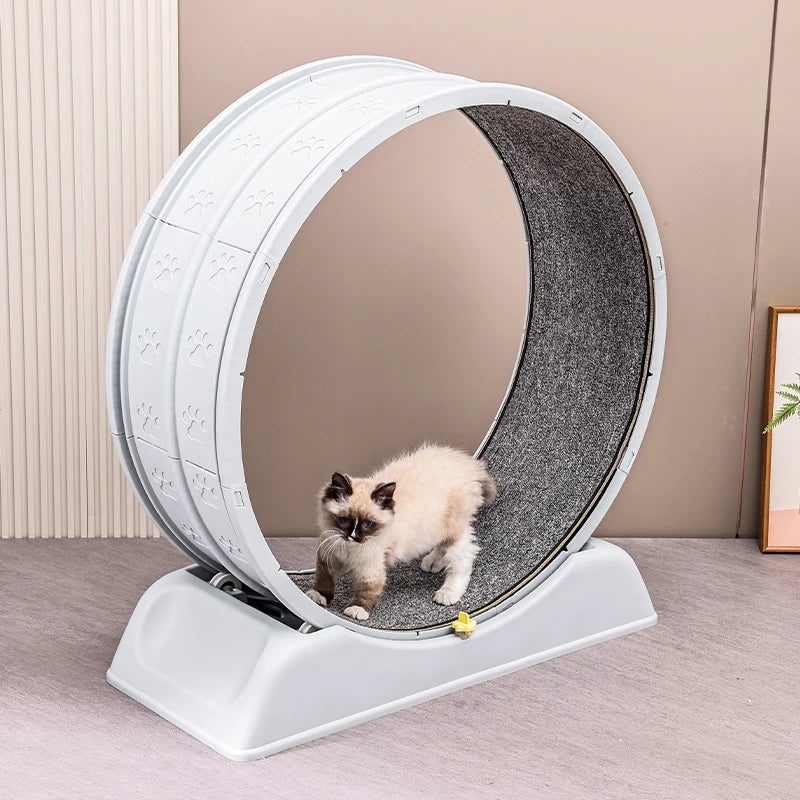 Cat Quiet Low Noise Exercise Wheel